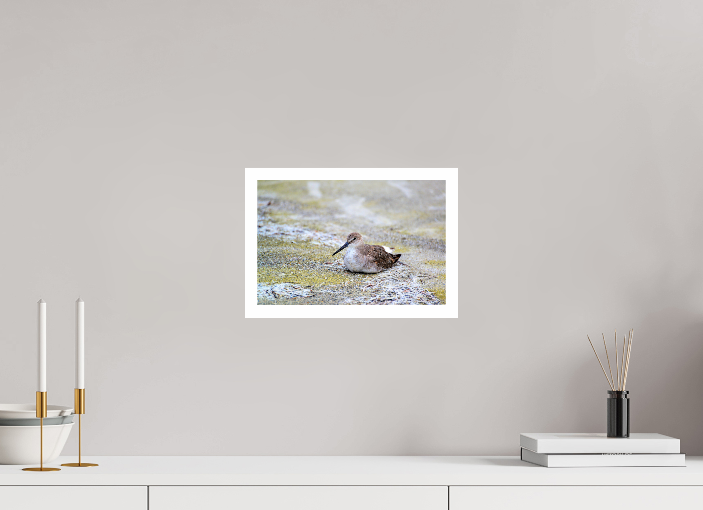 12 x 8″, Hahnemühle FineArt Pearl Print, .79" white border The Resting Willet