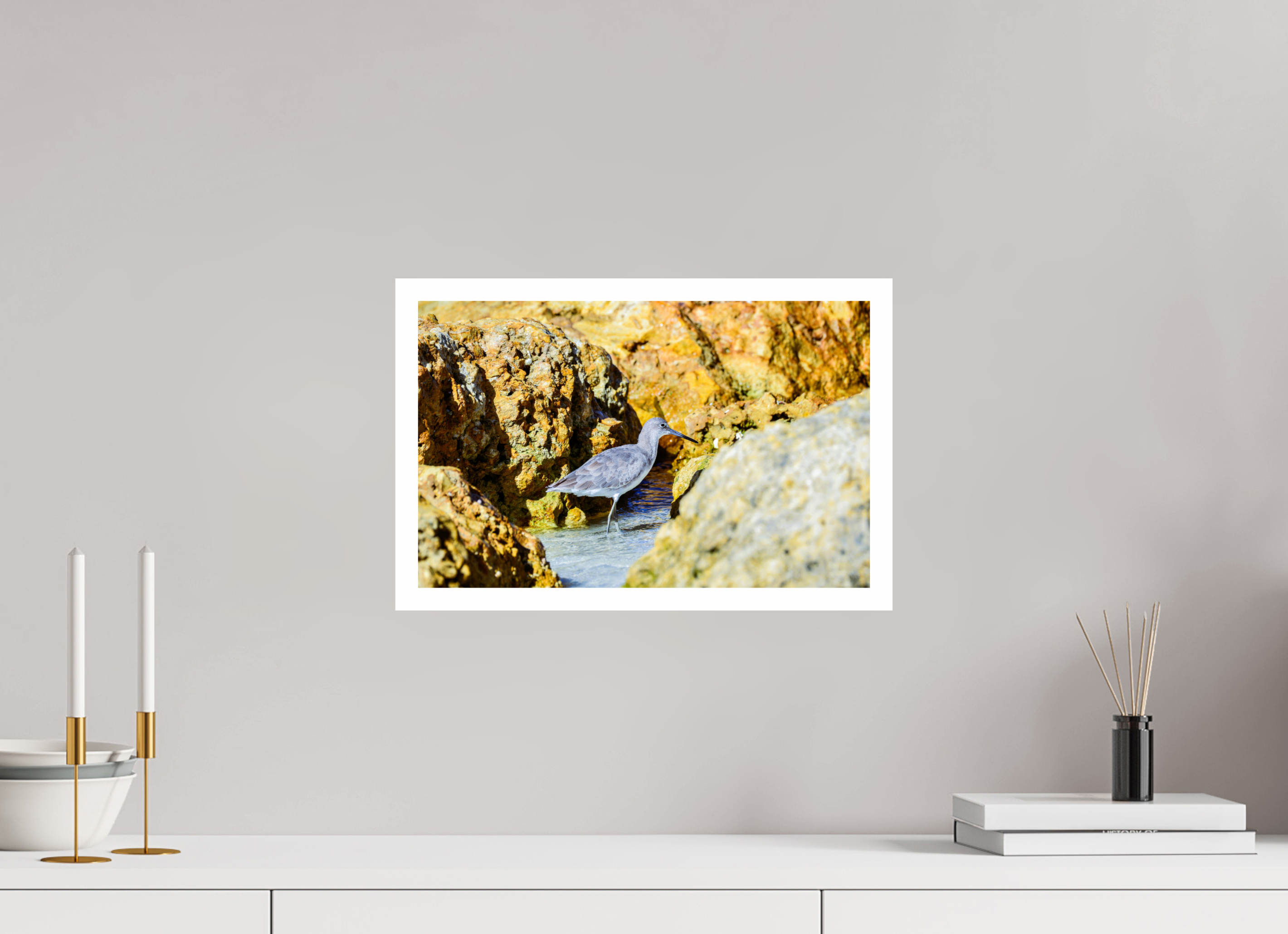 15.7 x 10″, Hahnemühle FineArt Pearl Print, .79" white border The Hiding Willet