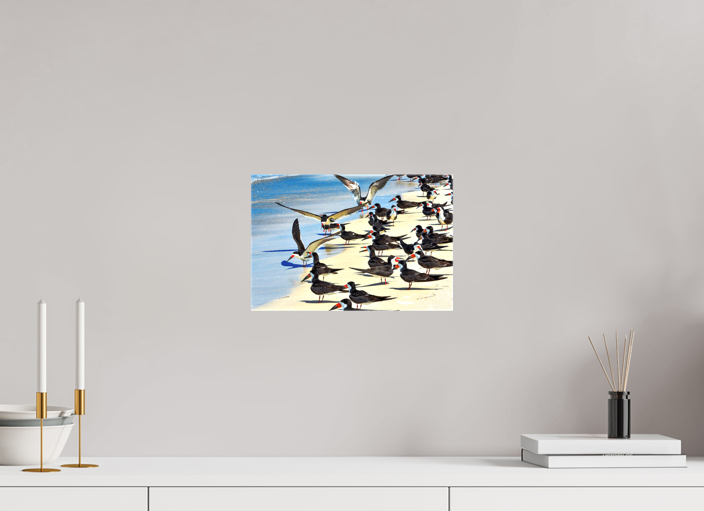 12 x 8″, Glossy Canvas on Stretcher Frame, 1,57" Wrapped Shoreline Social: Black Skimmer Colony