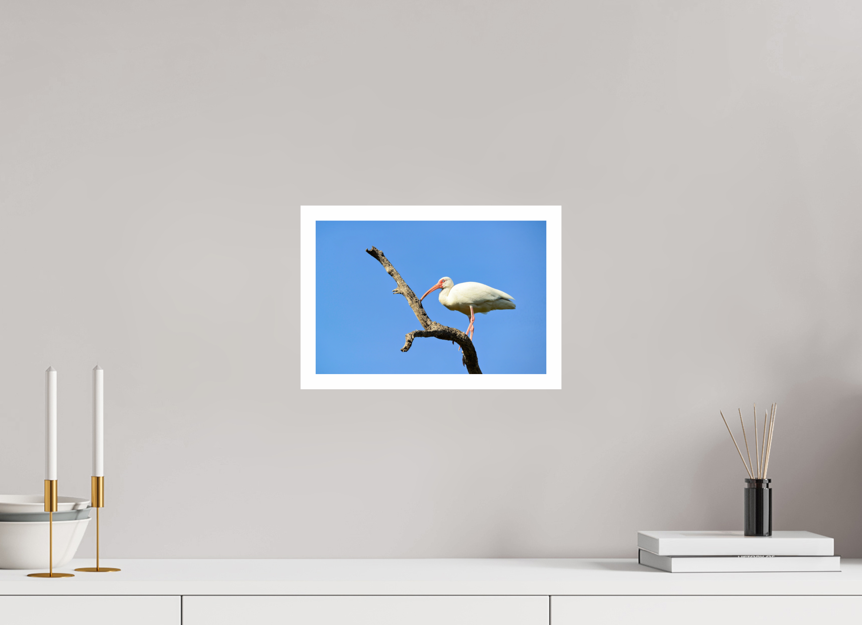 12 x 8″, Hahnemühle FineArt Pearl Print, .79" white border Azure Solitude: The American White Ibis