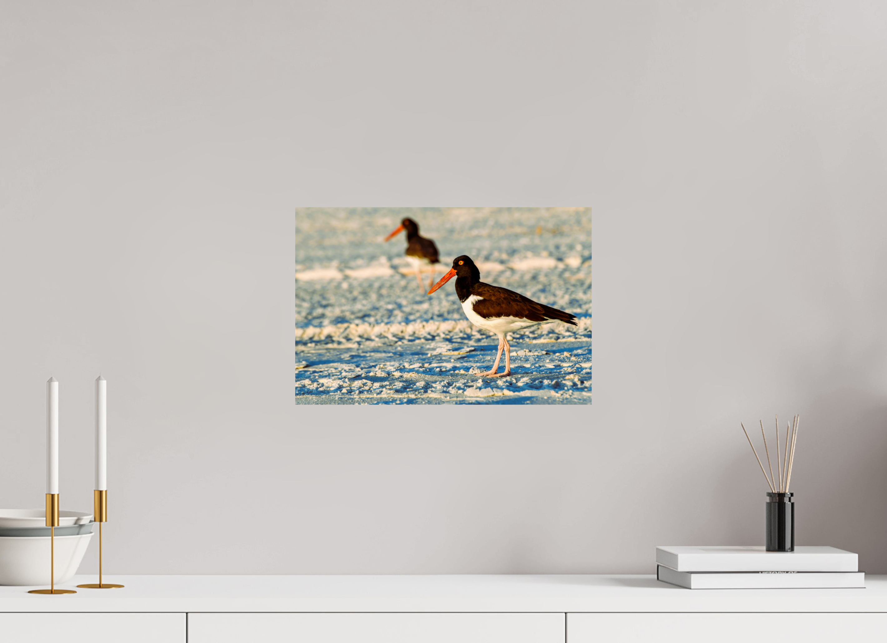15 x 10″, Photo Print On Fuji Crystal DP II Oystercatcher Stroll