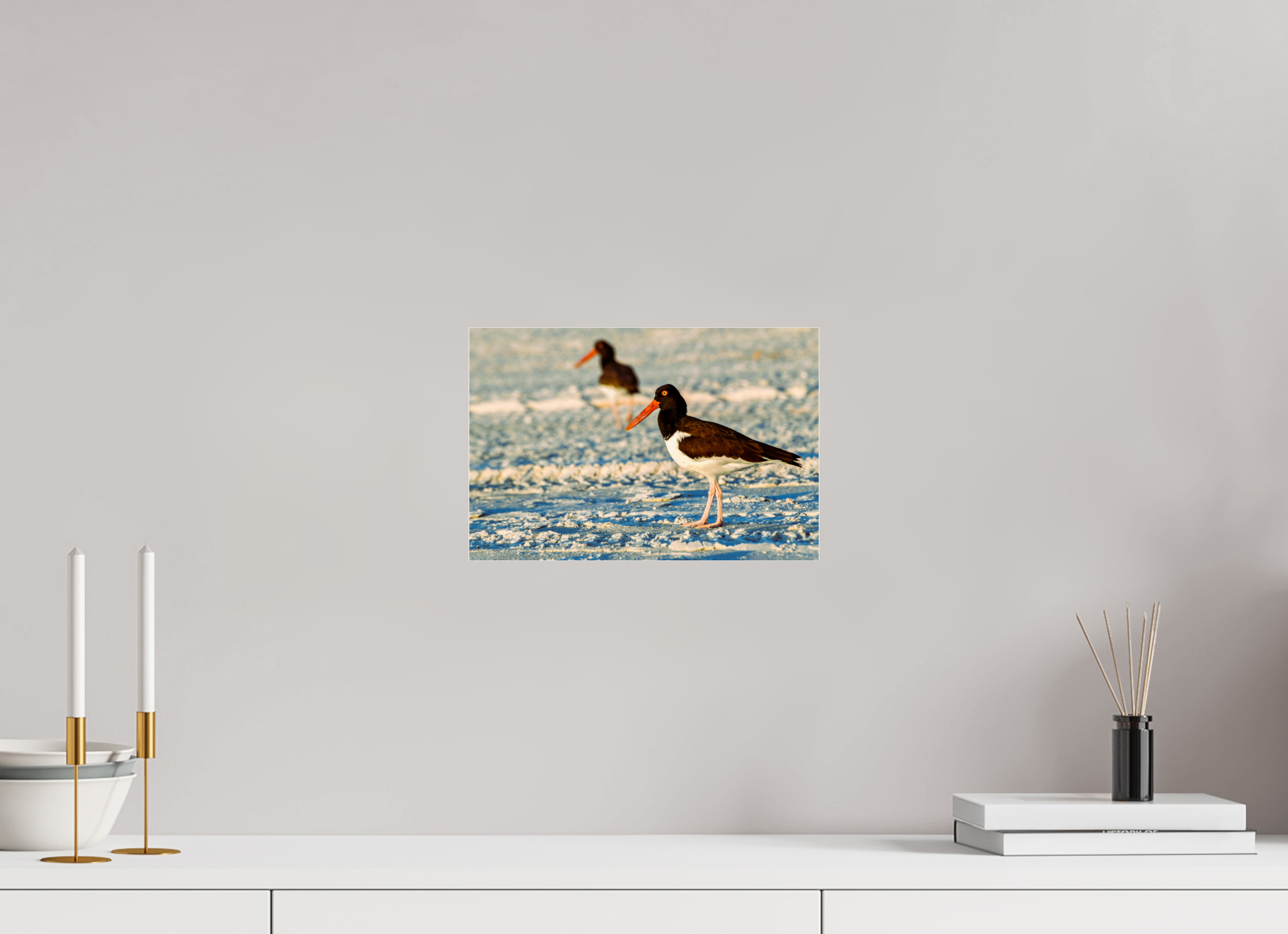 12 x 8″, Photo Print Under Acrylic Glass Oystercatcher Stroll