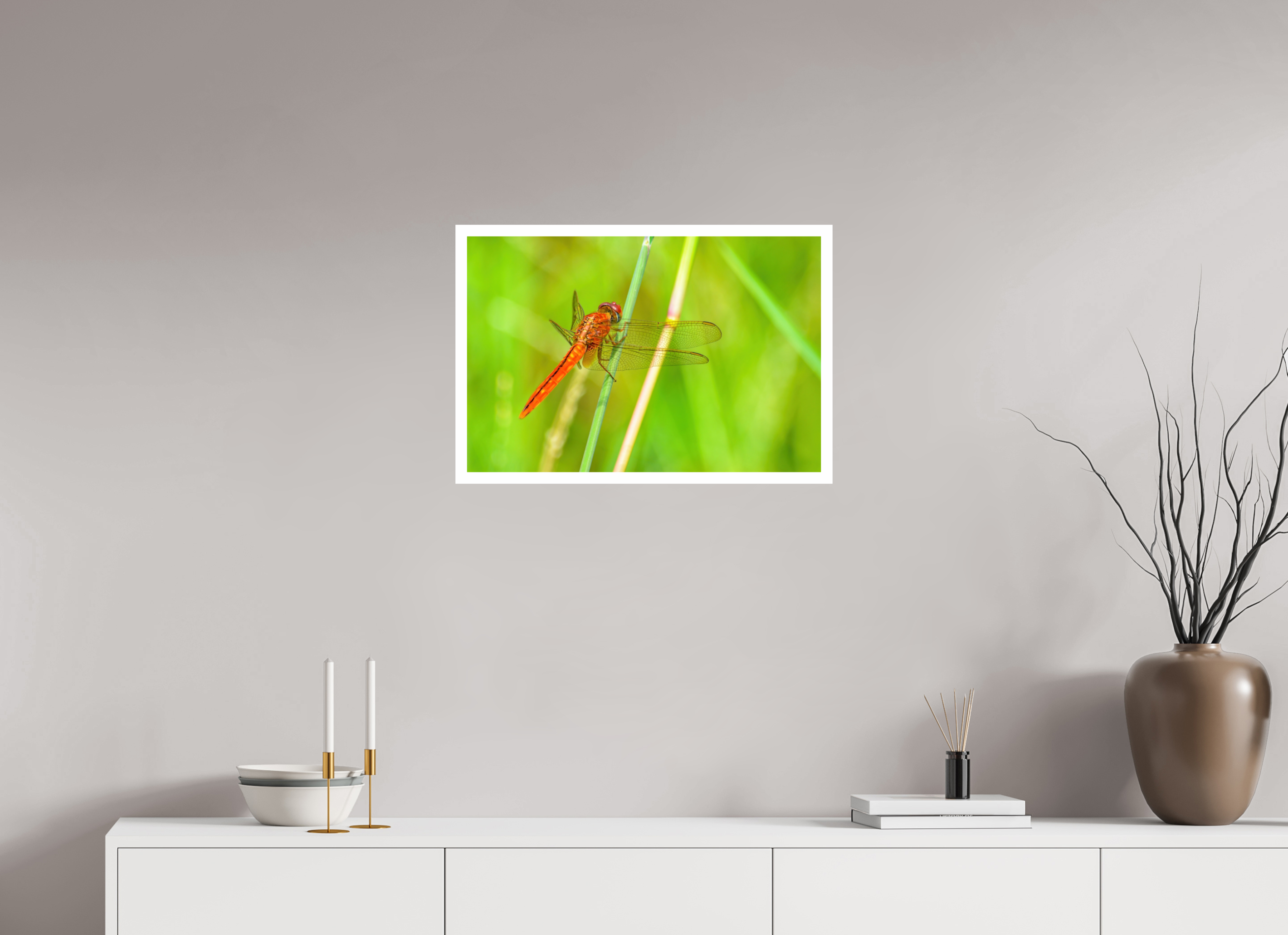 24 x 16″, Hahnemühle FineArt Pearl Print, .79" white border Resting Scarlet Skimmer