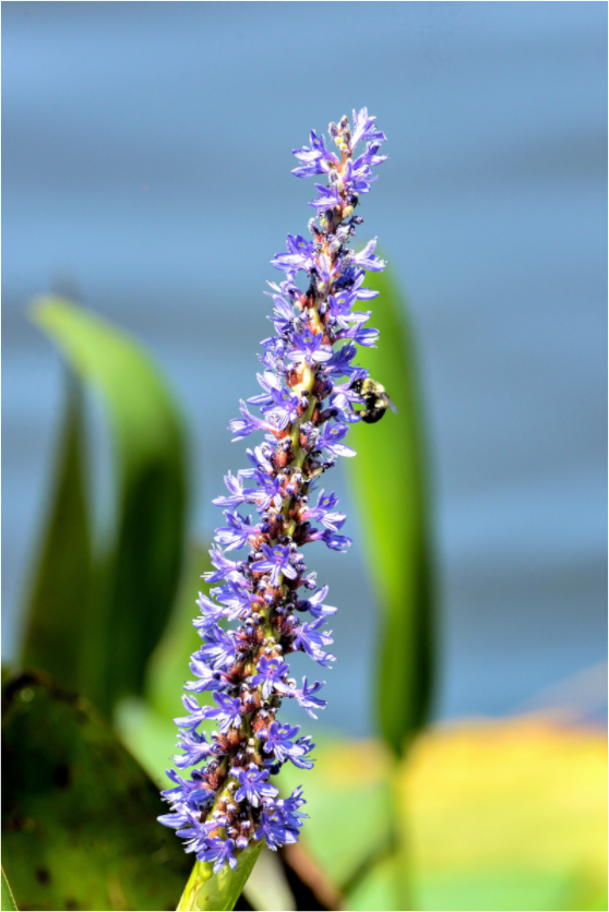 Main image Bloom & Buzz