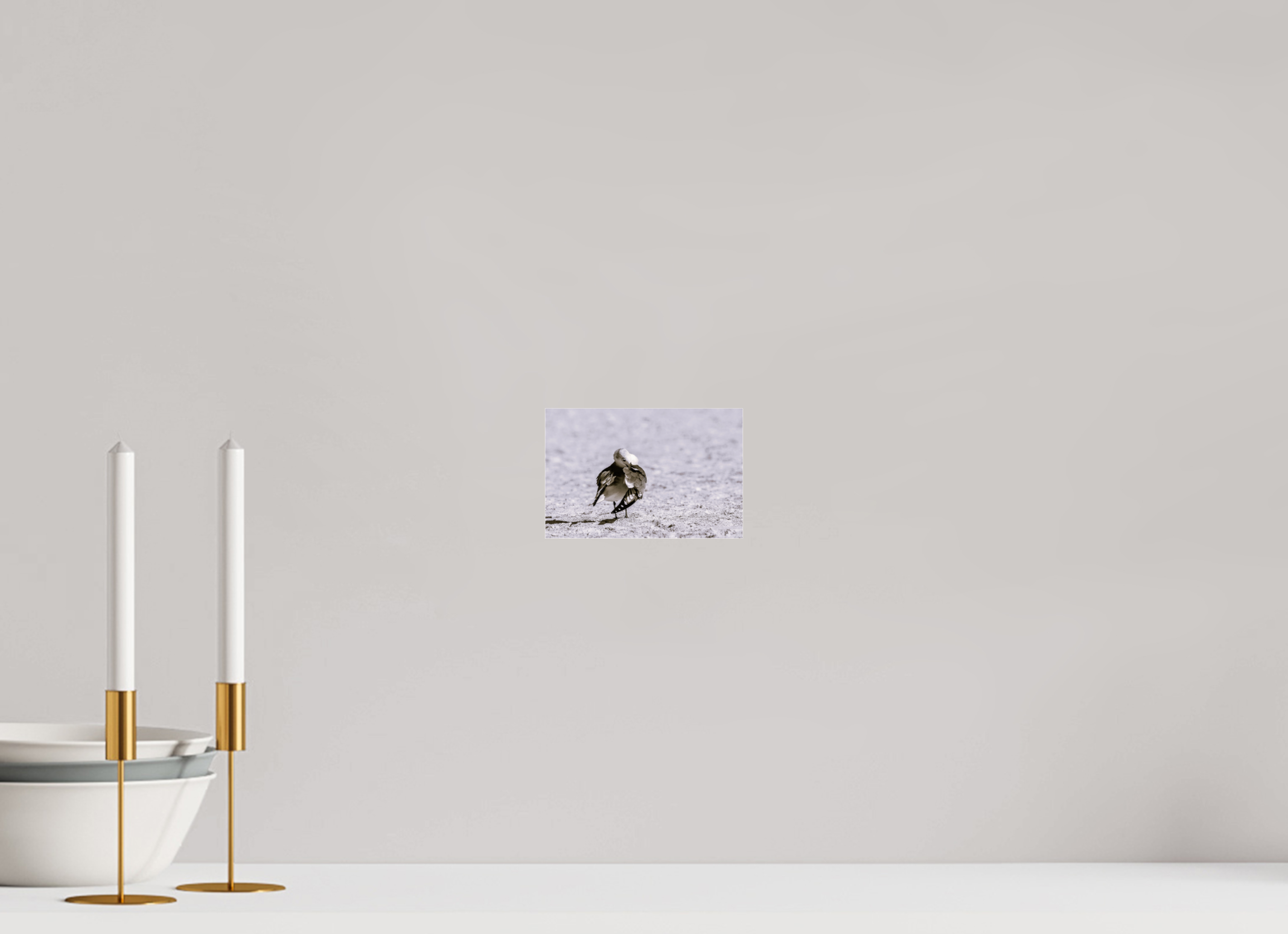 6.1 x 4″, Photo Print Under Acrylic Glass A Monochrome Gull Preening