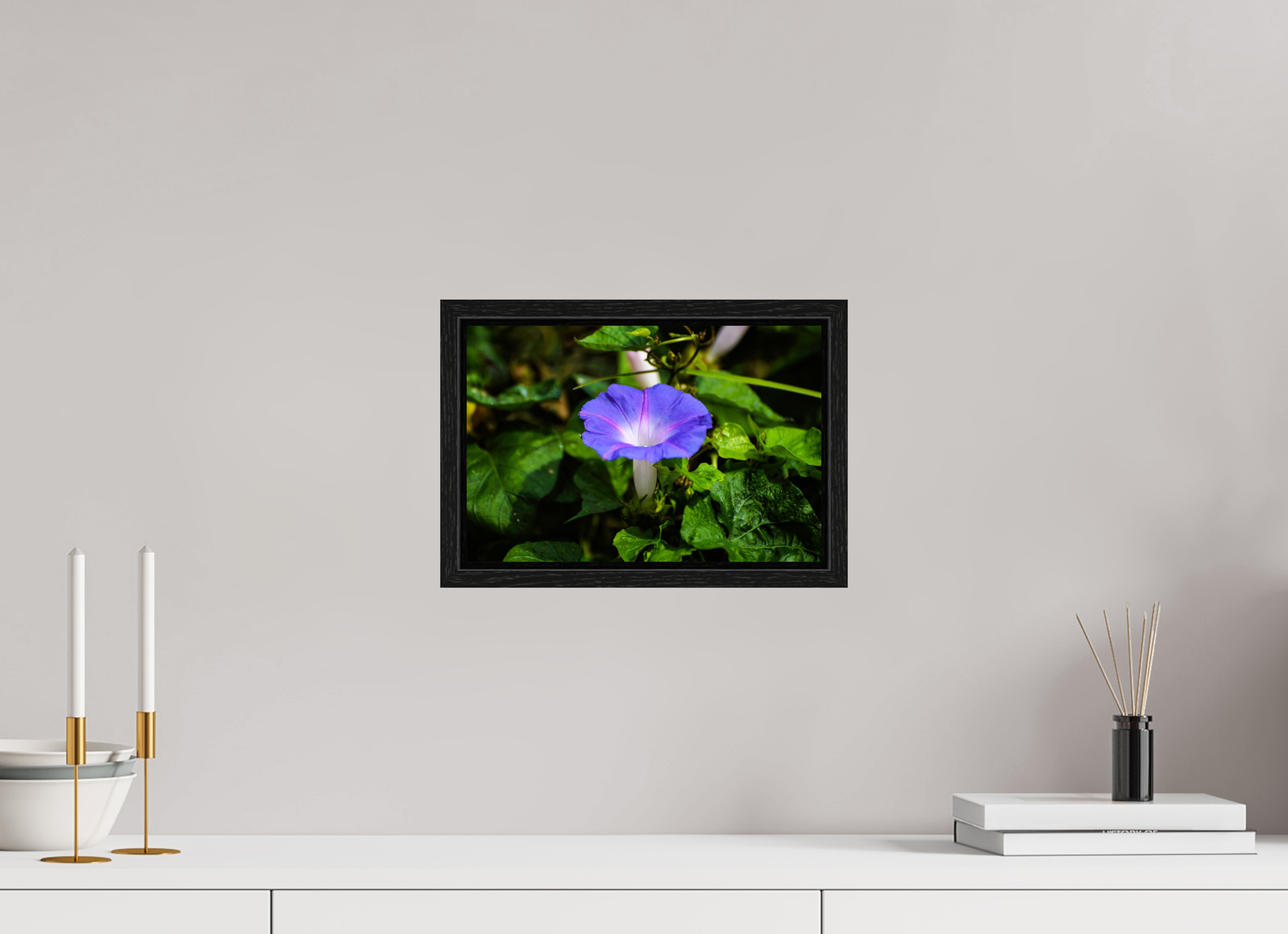 12 x 8″, Floater Frame, Basel 0.6", Black Oak, Glossy Acrylic Glass Heavenly Blue Morning Glory