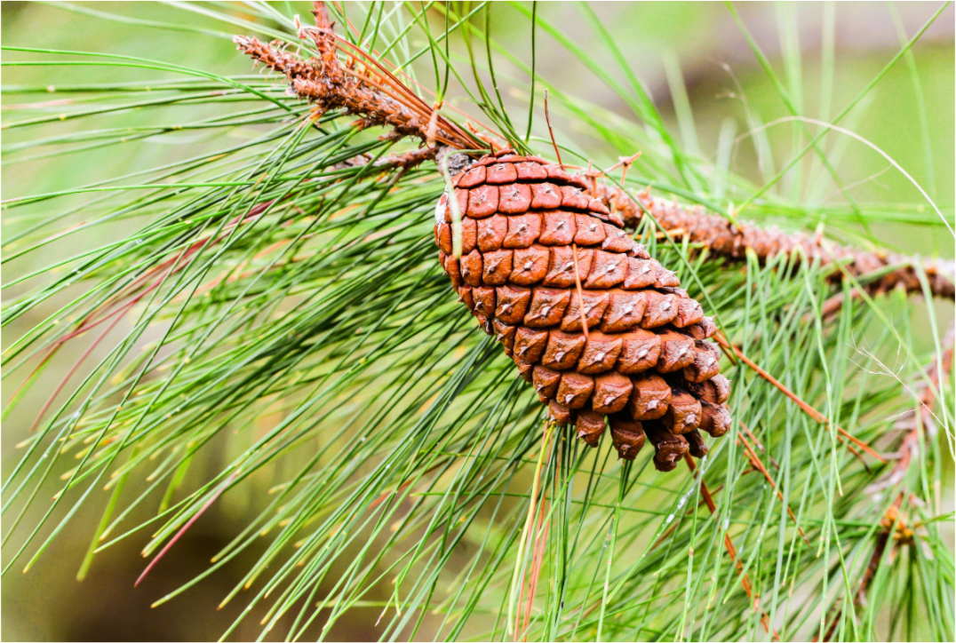 Main image The Longleaf Pine Cone
