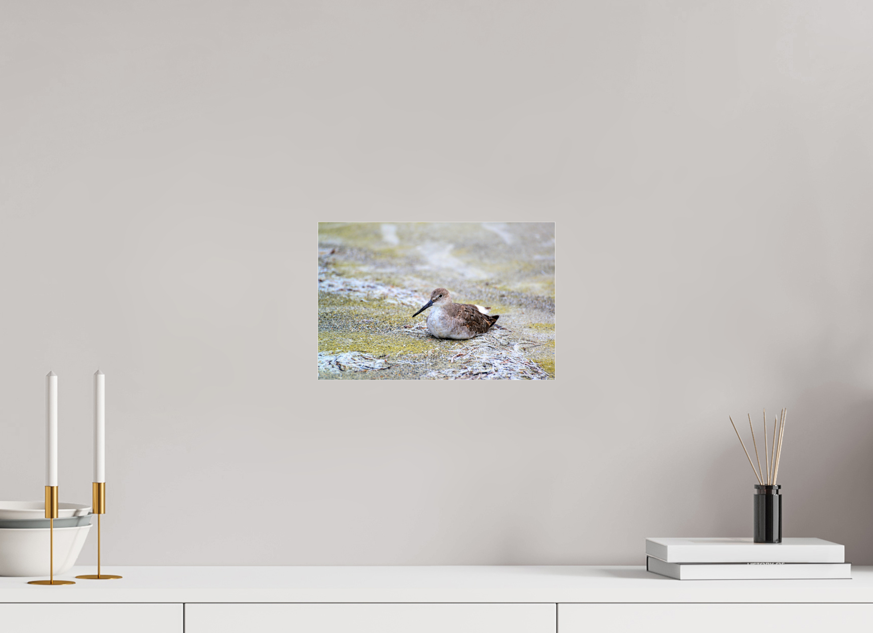 12 x 8″, Metallic Photo Print Under Acrylic Glass The Resting Willet