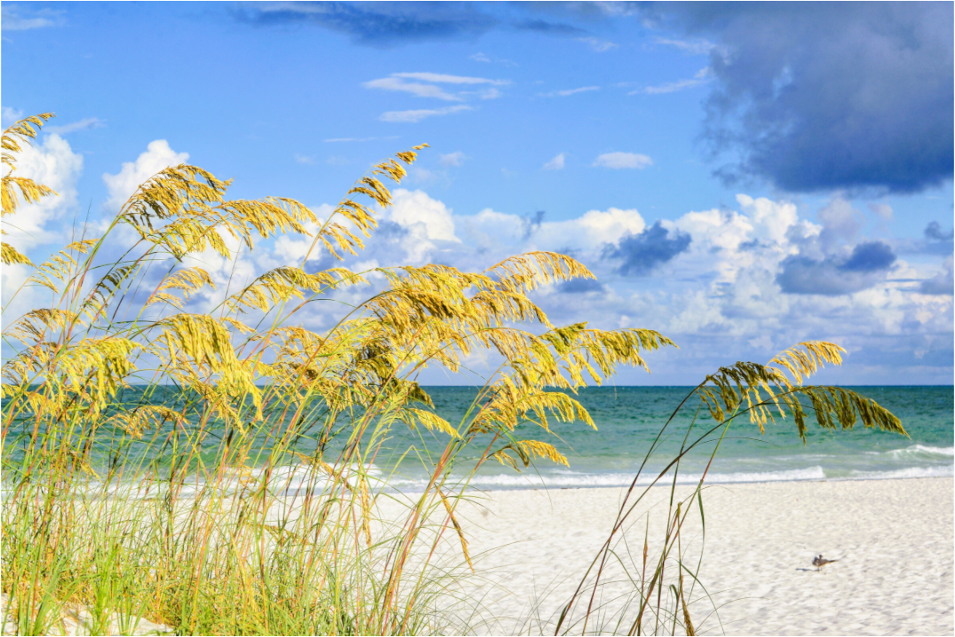 Main image Golden Sea Oats