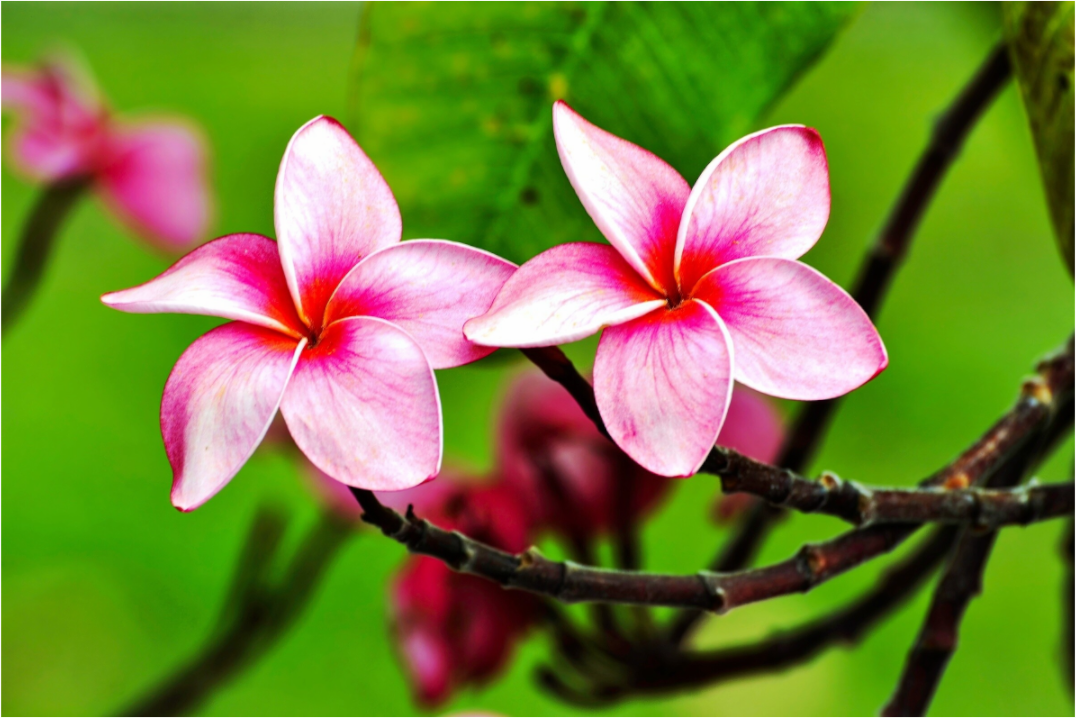 Main image Pink Plumeria Rubra (Frangipani)