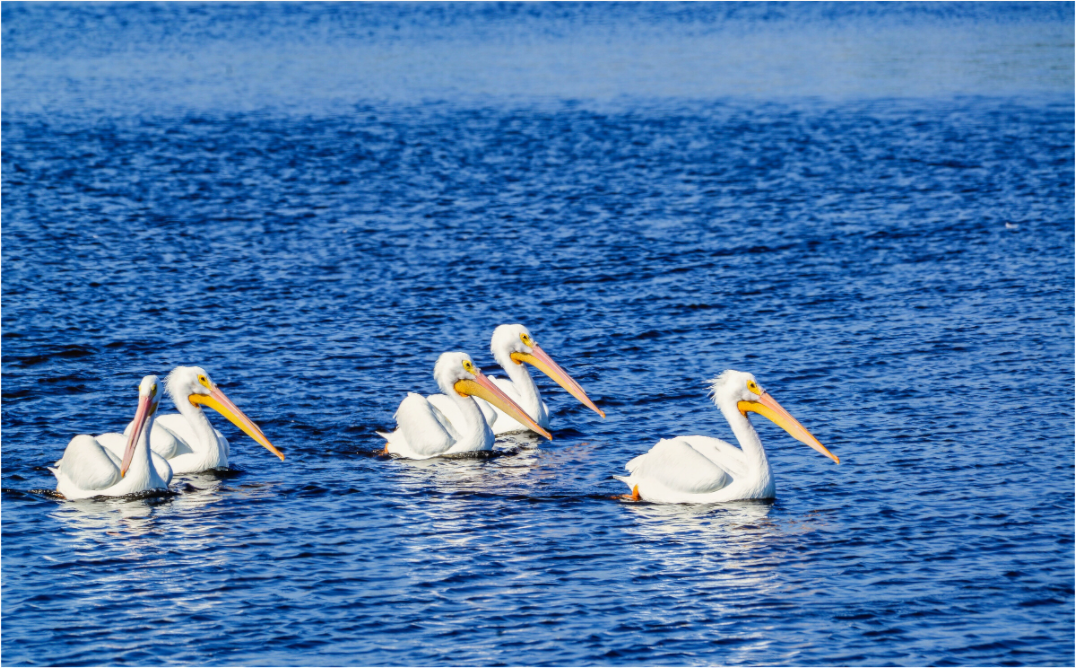 Main image Gliding in Unison