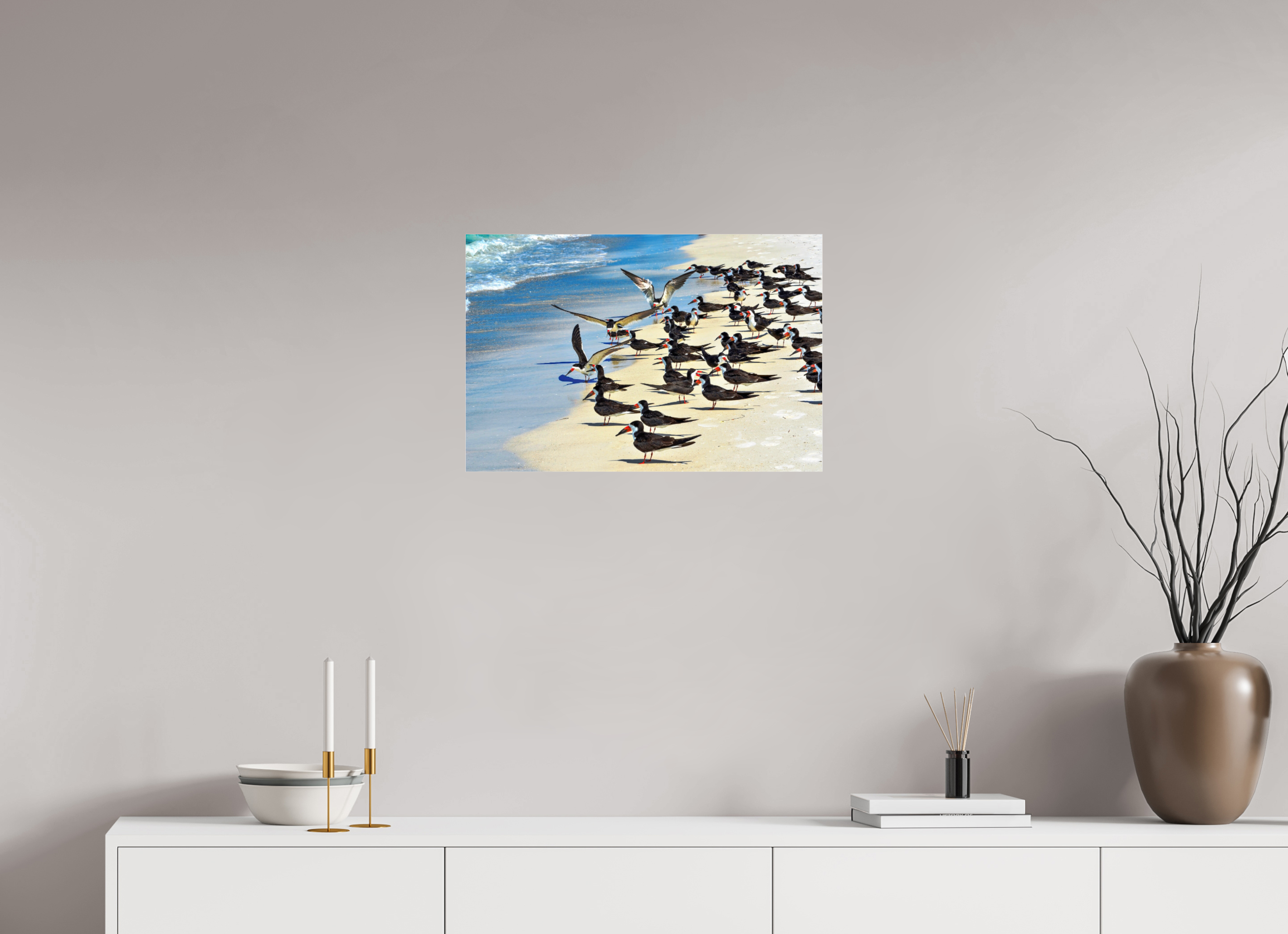 24 x 16″, Photo Print Fuji Crystal Archive Under Acrylic Glass Shoreline Social: Black Skimmer Colony
