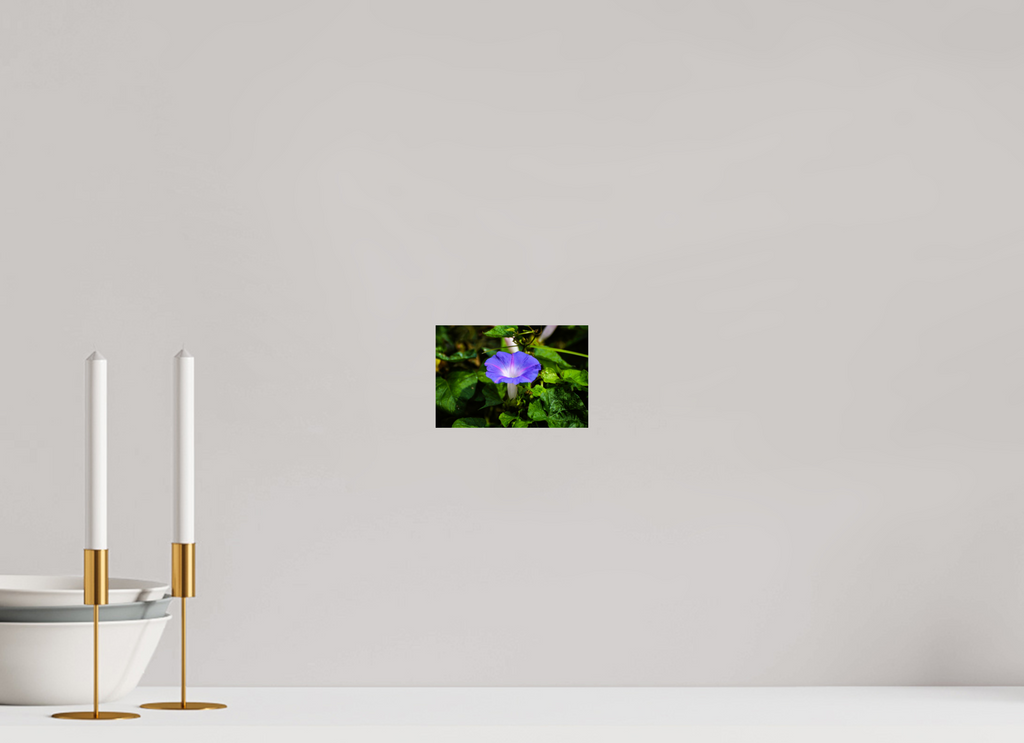 6 x 4″, Photo Print On Fuji Crystal DP II Heavenly Blue Morning Glory